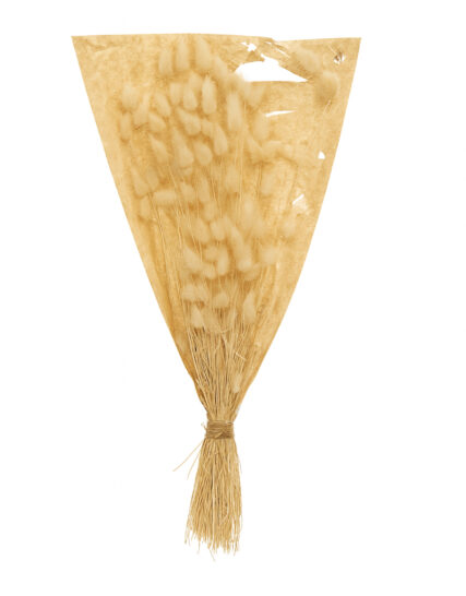 PHALARIS SECO